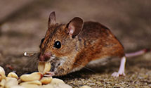 24 Hour & Emergency Exterminators in Ogilvie, MN